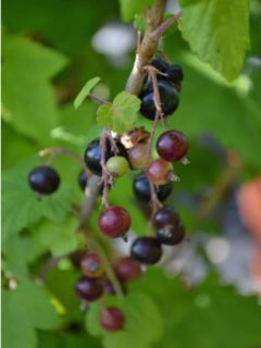 Cassissier 'Black Down'