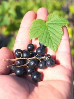 Cassissier 'Géant de Boskoop'