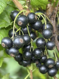 Cassissier Little Black Sugar