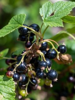 Cassissier Noir de Bourgogne