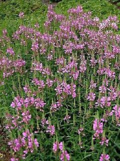 Cataleptique 'Bouquet Rose'
