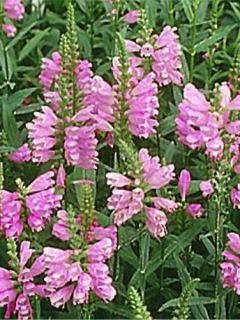 Cataleptique 'Red Beauty'