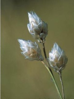 Catananche caerulea 'Alba'