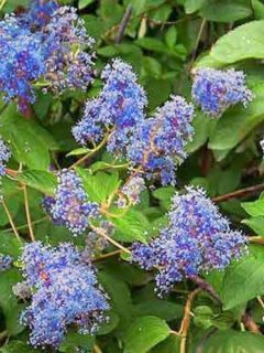 Céanothe caduc 'Henri Desfossé' Céanothe caduc 'Henri Desfossé'