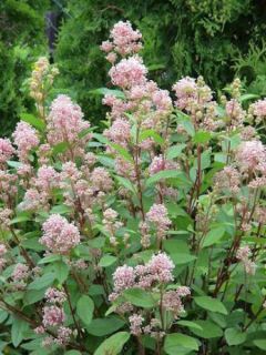 Céanothe caduc 'Marie Simon' Céanothe caduc 'Marie Simon'