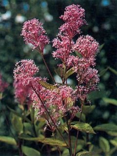 Céanothe caduc Perle Rose