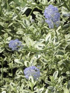 Céanothe impressus Cool Blue - Lilas de Californie Céanothe impressus Cool Blue - Lilas de Californie
