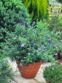 Céanothe, Lilas de Californie 'Blue Diamond'® Céanothe, Lilas de Californie 'Blue Diamond'®