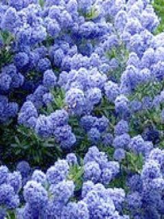Céanothe, Lilas de Californie 'Blue Mound' Céanothe, Lilas de Californie 'Blue Mound'
