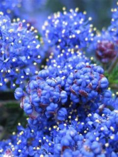 Céanothe Edinburgh Céanothe Edinburgh