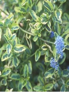 Céanothe, Lilas de Californie 'El Dorado' Céanothe, Lilas de Californie 'El Dorado'