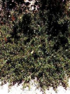 Céanothe, Lilas de Californie 'Emily Brown' Céanothe, Lilas de Californie 'Emily Brown'