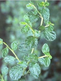 Céanothe, Lilas de Californie gris 'Yankee Point' Céanothe, Lilas de Californie gris 'Yankee Point'