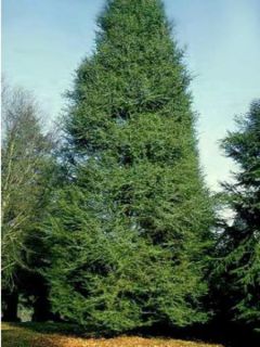 Cèdre de l'Atlas fastigié - Cedrus libani Atlantica Fastigiata