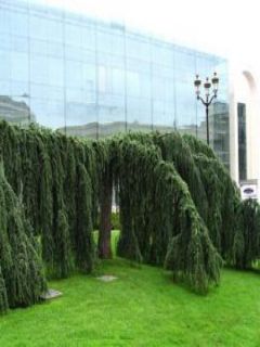 Cèdre de l'Atlas pleureur - Cedrus libani Atlantica Pendula