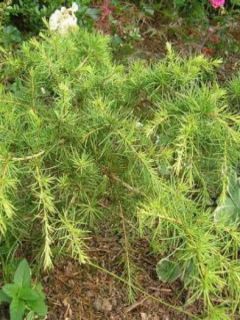 Cedrus deodara Golden Horizon - Cèdre de l'Himalaya nain