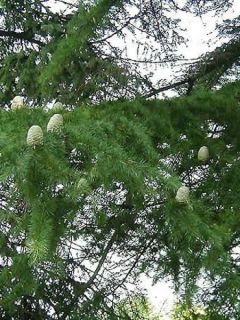 Cèdre de l'Himalaya