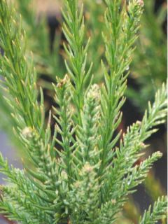 Cèdre du Japon Araucarioides - Cryptomeria japonica