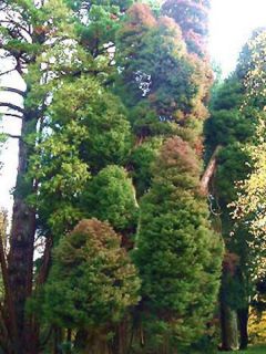 Cèdre du Japon Elegans - Cryptomeria japonica