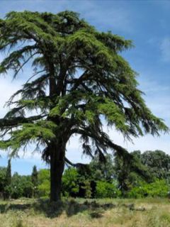 Cèdre du Liban