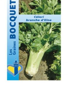Céleri branche 'd'Elne'