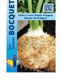 Céleri rave Géant de Prague - Apium graveolens