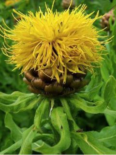 Centaurée à grosses têtes