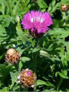 Centaurea hypoleuca John Coutts