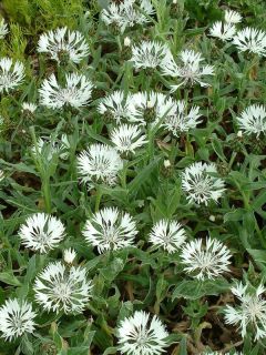 Centaurée montana 'Alba'