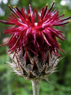 Centaurea atropurpurea - Centaurée pourpre