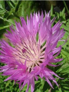 Centaurée pulcherrima