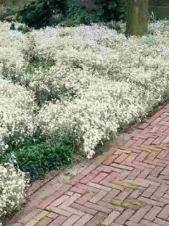 Cerastium tomentosum 'Yoyo'
