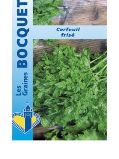 Cerfeuil frisé