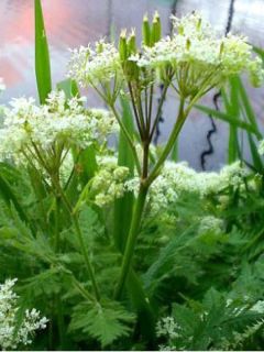 Cerfeuil musqué ou anisé - Myrrhis odorata