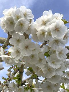 Cerisier à grappes 'Umineko'