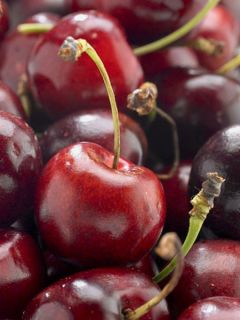 Cerisier 'Bigarreau hâtif Delbard'