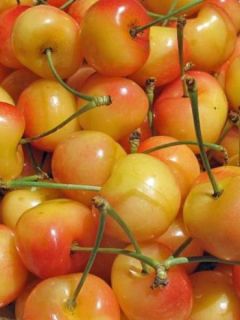 Cerisier 'Cœur de Pigeon'