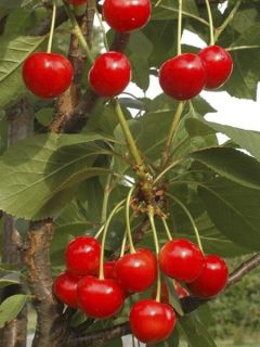 Cerisier colonnaire 'Hong Kong'