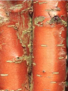 Cerisier de mandchourie 'Amber Beauty'