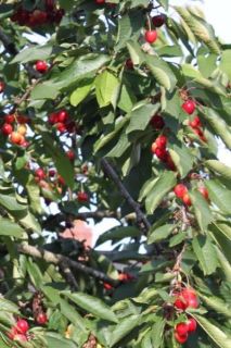 Cerisier nain Cherry Boop