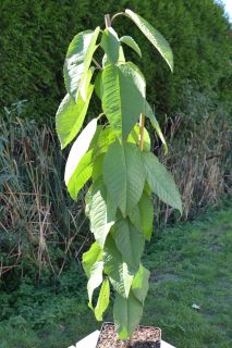 Cerisier nain 'Sylvia'