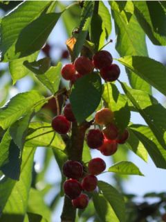 Cerisier 'Reverchon'