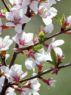 Ragouminier - Prunus tomentosa