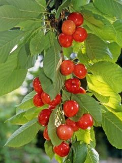 Cerisier Bigarreau Napoléon