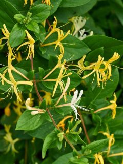 Chèvrefeuille du Japon 'Halliana'