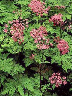 Chaerophyllum hirsutum 'Roseum'