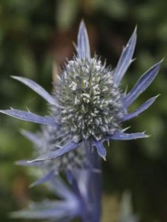 Chardon bleu des Pyrennées