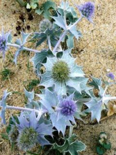 Eryngium maritimum - Panicaut maritime