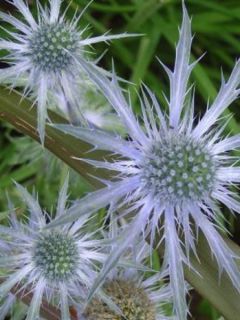 Chardon bleu, Panicaut à feuilles planes