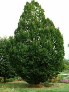 Charme commun 'Fastigiata'